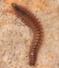 Nanogona polydesmoides